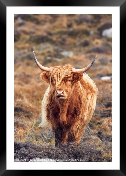 Highland cow Framed Mounted Print by Jamie Constable