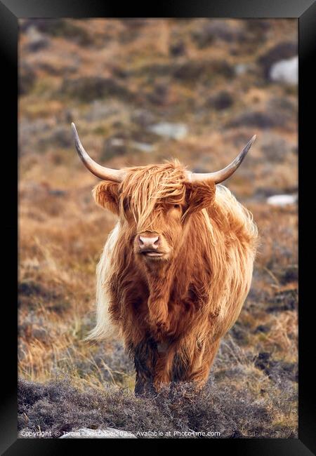 Highland cow Framed Print by Jamie Constable