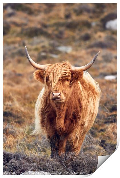 Highland cow Print by Jamie Constable