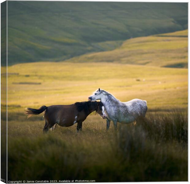 Wild Welsh ponies Canvas Print by Jamie Constable