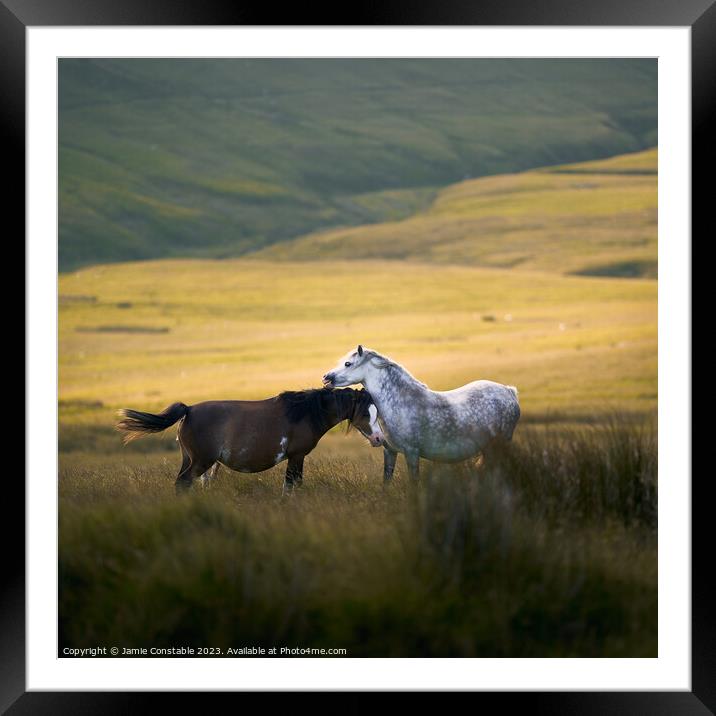 Wild Welsh ponies Framed Mounted Print by Jamie Constable