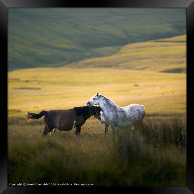 Wild Welsh ponies Framed Print by Jamie Constable