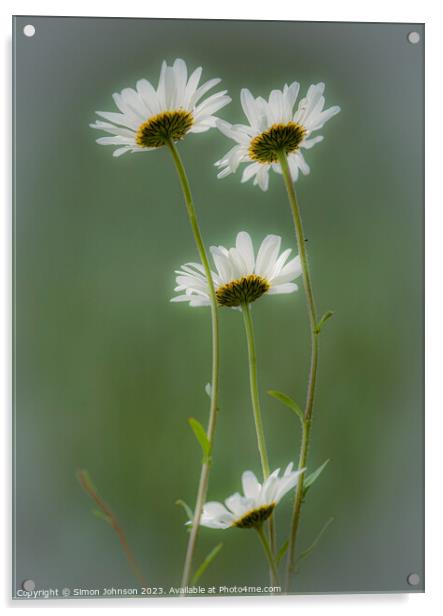 Four Daisys Acrylic by Simon Johnson
