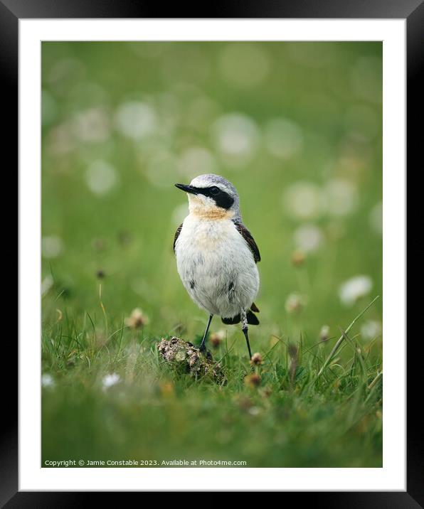 Wheatear Framed Mounted Print by Jamie Constable