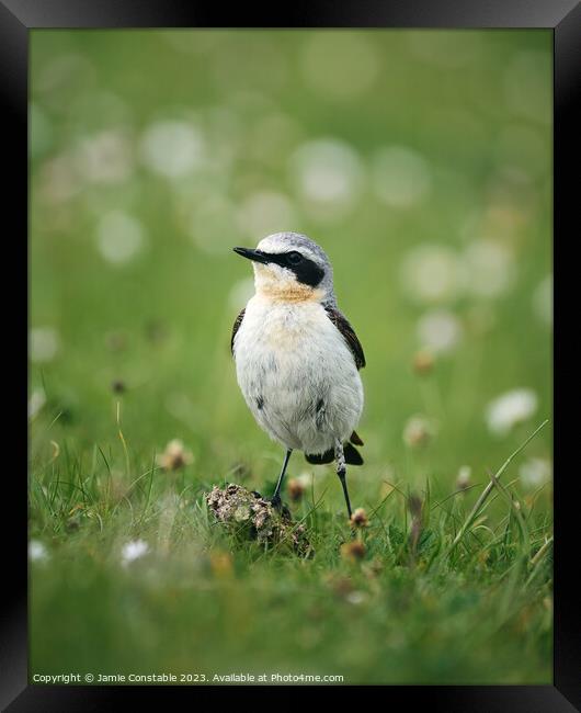 Wheatear Framed Print by Jamie Constable