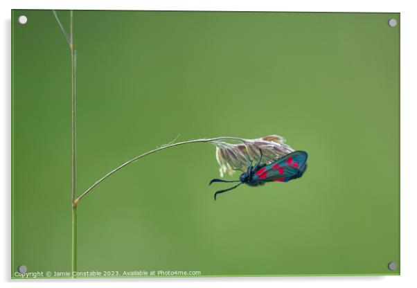 Burnet moth Acrylic by Jamie Constable