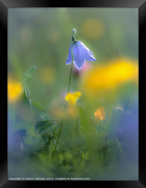 Sunlit Harebell flower  Framed Print by Simon Johnson