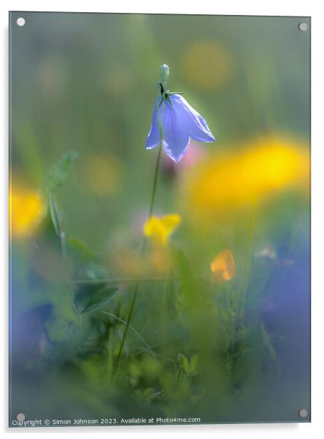 Sunlit Harebell flower  Acrylic by Simon Johnson
