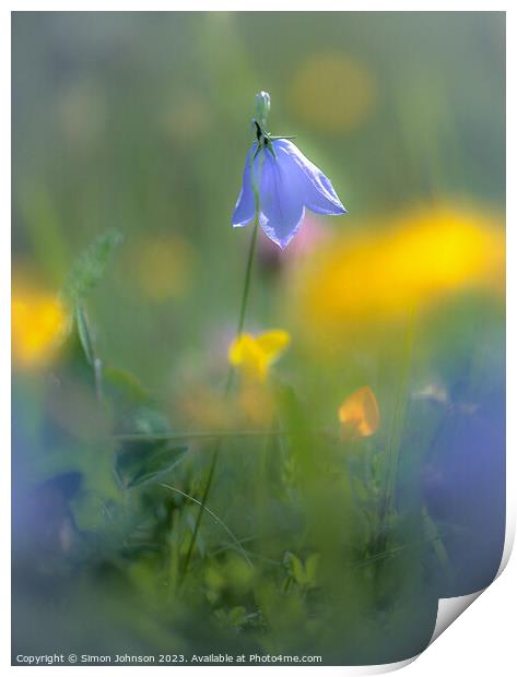 Sunlit Harebell flower  Print by Simon Johnson