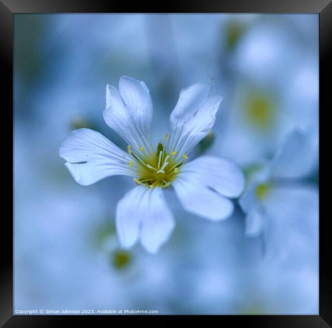 Plant flower Framed Print by Simon Johnson