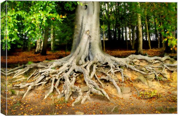 Newmillerdam Tree Roots Canvas Print by Alison Chambers