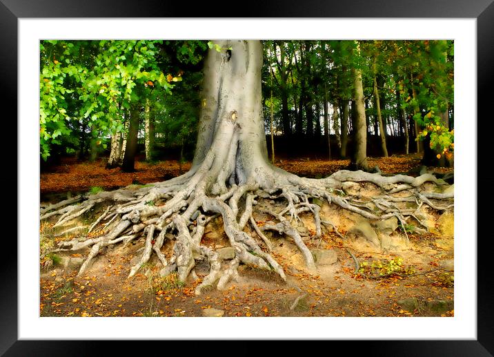 Newmillerdam Tree Roots Framed Mounted Print by Alison Chambers