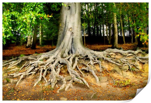 Newmillerdam Tree Roots Print by Alison Chambers