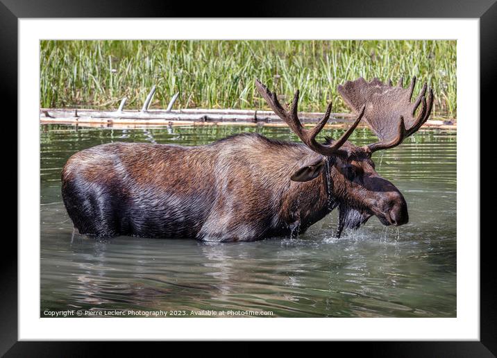 Magnificent Moose Framed Mounted Print by Pierre Leclerc Photography