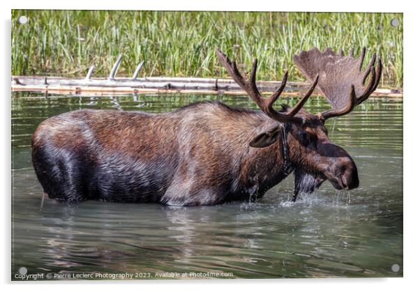 Magnificent Moose Acrylic by Pierre Leclerc Photography