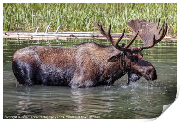 Magnificent Moose Print by Pierre Leclerc Photography