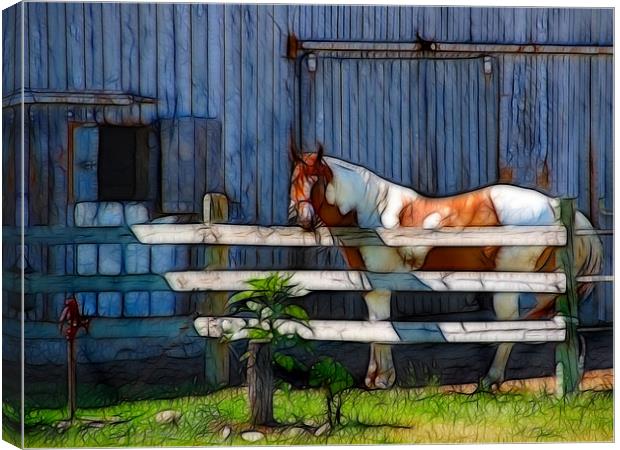 Pinto in Morning Light Canvas Print by Kathleen Stephens