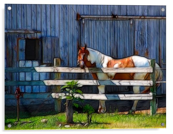 Pinto in Morning Light Acrylic by Kathleen Stephens