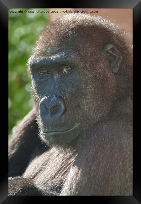 Gorilla Shufai from Twycross Zoo Framed Print by rawshutterbug 