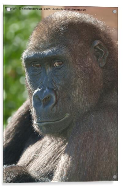 Gorilla Shufai from Twycross Zoo Acrylic by rawshutterbug 