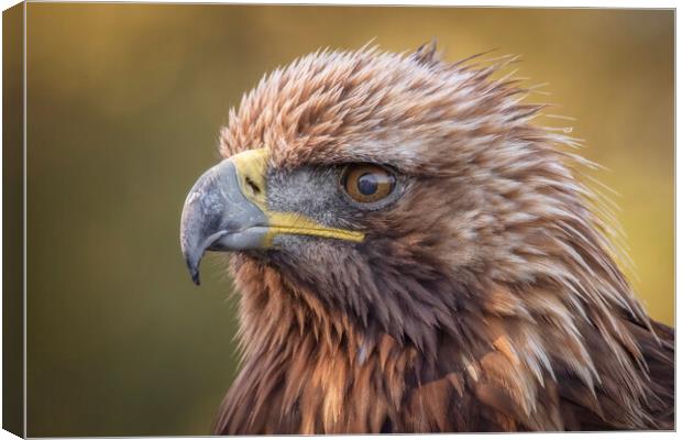 A close up of a golden eagle Canvas Print by Alan Tunnicliffe