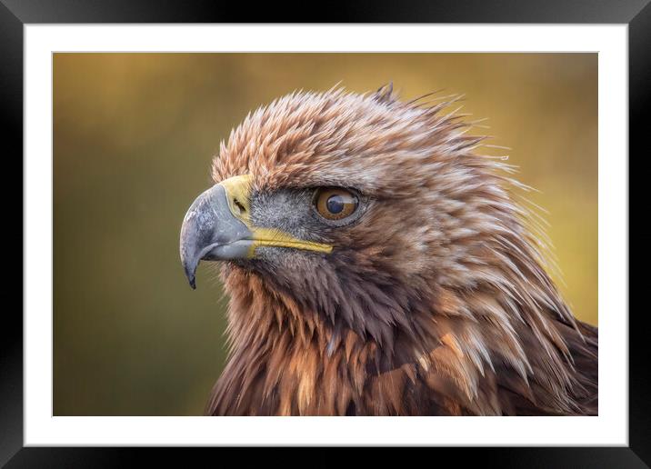 A close up of a golden eagle Framed Mounted Print by Alan Tunnicliffe