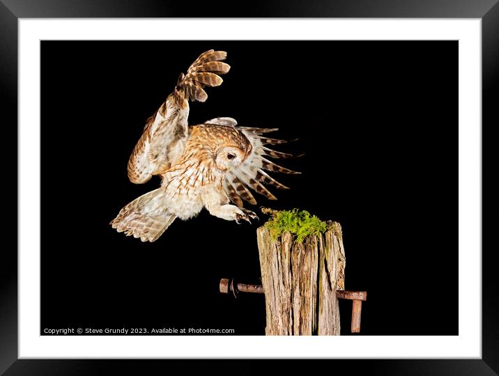 Wild Tawny Owl Flying Framed Mounted Print by Steve Grundy