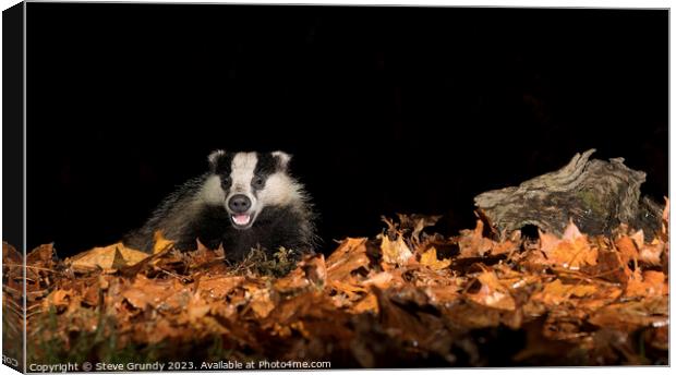 Badger in Autumn Woodland Canvas Print by Steve Grundy