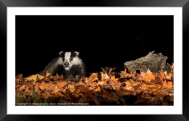 Badger in Autumn Woodland Framed Mounted Print by Steve Grundy