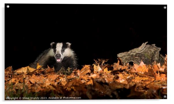 Badger in Autumn Woodland Acrylic by Steve Grundy