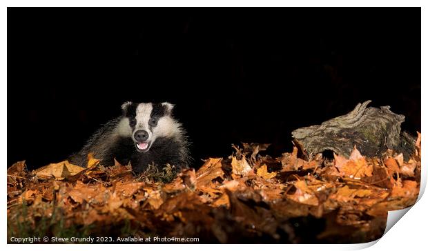 Badger in Autumn Woodland Print by Steve Grundy