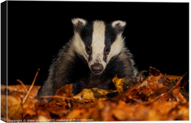 Badger Close up, in a Woodland Setting Canvas Print by Steve Grundy