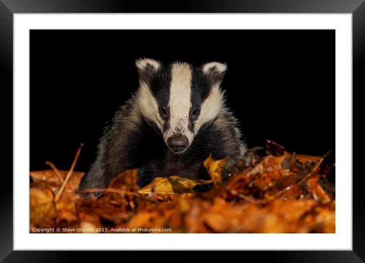 Badger Close up, in a Woodland Setting Framed Mounted Print by Steve Grundy