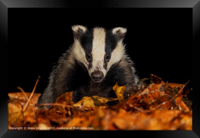 Badger Close up, in a Woodland Setting Framed Print by Steve Grundy