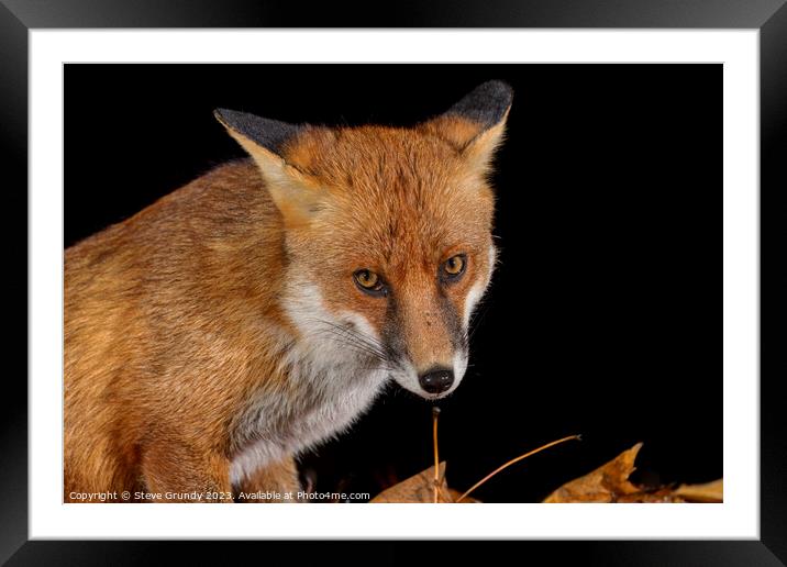Close up of Rural Fox Framed Mounted Print by Steve Grundy