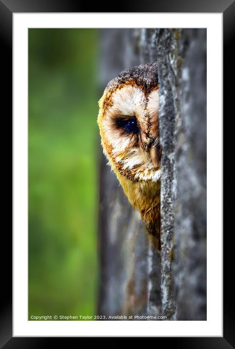 Peek a Boo Framed Mounted Print by Stephen Taylor