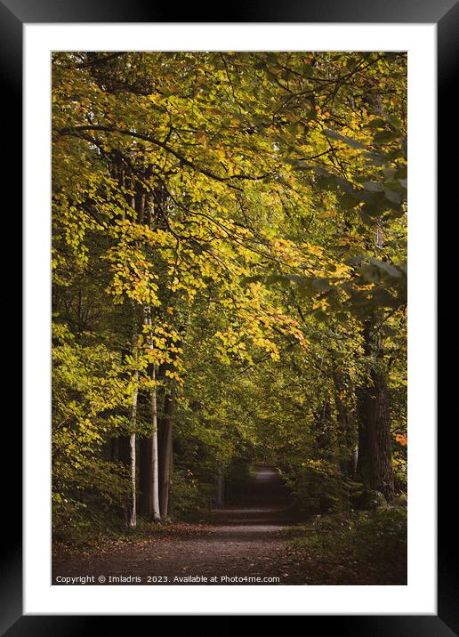 Raspaillebos in Glorius Autumn Color, Belgium Framed Mounted Print by Imladris 