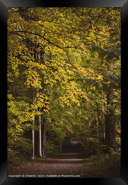 Raspaillebos in Glorius Autumn Color, Belgium Framed Print by Imladris 