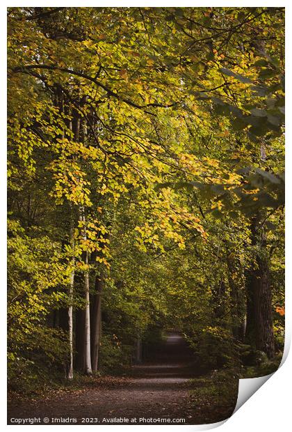 Raspaillebos in Glorius Autumn Color, Belgium Print by Imladris 