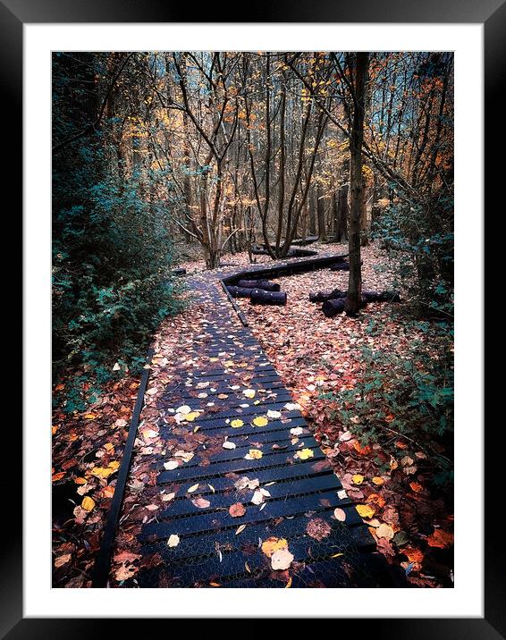 Moses Gate Country Park Woodland Walk Framed Mounted Print by Jonathan Thirkell