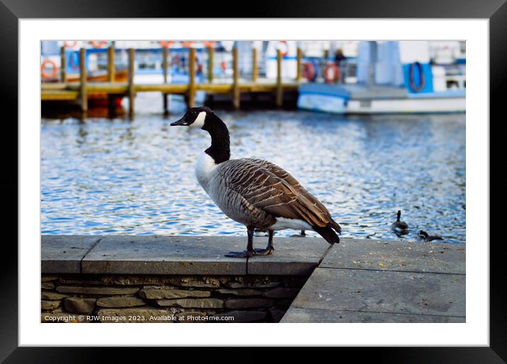 The Canadian Goose Framed Mounted Print by RJW Images