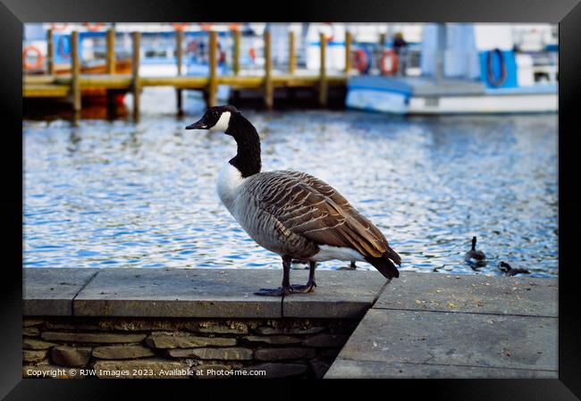 The Canadian Goose Framed Print by RJW Images