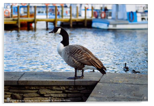 The Canadian Goose Acrylic by RJW Images
