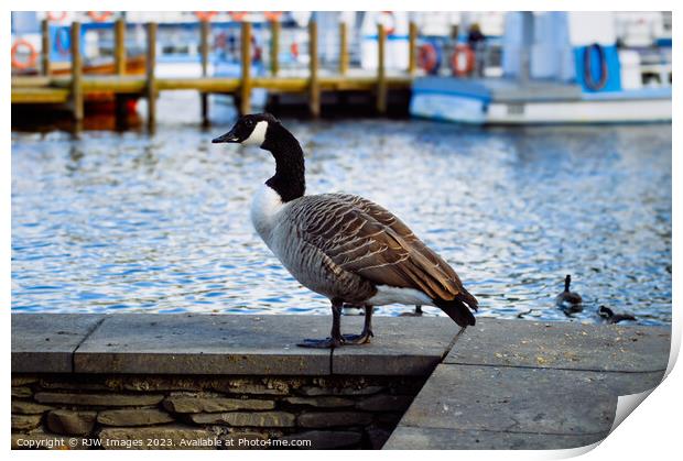 The Canadian Goose Print by RJW Images