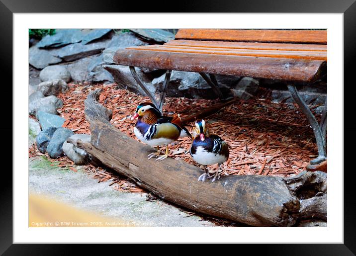 Mandarin Duck Framed Mounted Print by RJW Images