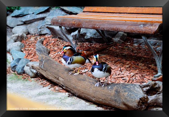 Mandarin Duck Framed Print by RJW Images