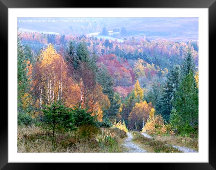 Late autumn palette of colour in the forest Framed Mounted Print by Phil Banks