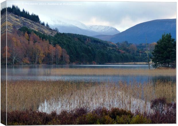 Soft Autumn shades at Loch Pityoulish  Canvas Print by Phil Banks