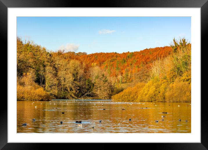 Autumn Russet Hues Framed Mounted Print by Malcolm McHugh