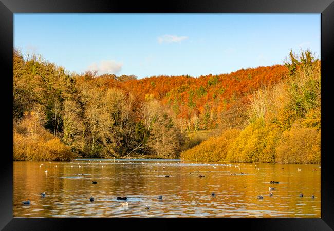 Autumn Russet Hues Framed Print by Malcolm McHugh